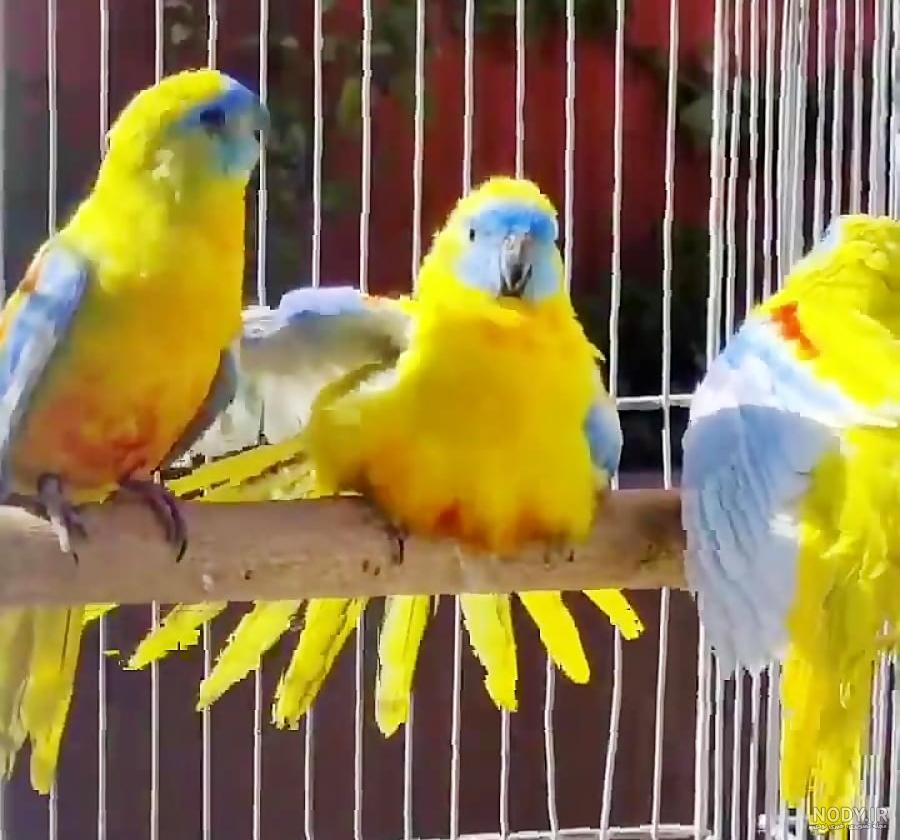 ویژگی های طوطی کاسکو و نگهداری آن ، ایران مشاغل ویژگی های طوطی کاسکو و نگهداری آن ، ایران مشاغل