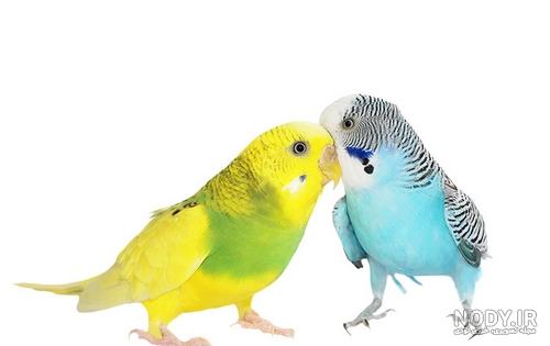 کاسکو به این سخنگویی دیده بودین؟ عروس هلندی کاسکو شاه طوطی پرنده ملنگو کاسکو به این سخنگویی دیده بودین؟ عروس هلندی کاسکو شاه طوطی پرنده ملنگو
