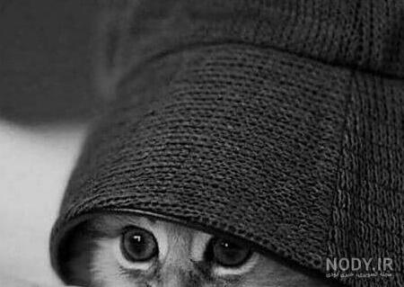 ۶۲ عکس پروفایل گربه های بامزه و دوست داشتنی