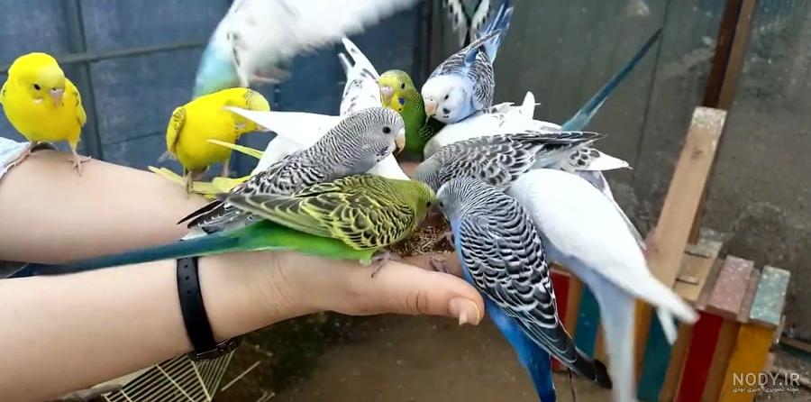 50 عکس خاص و دیدنی از مرغ عشق های رنگارنگ 50 عکس خاص و دیدنی از مرغ عشق های رنگارنگ