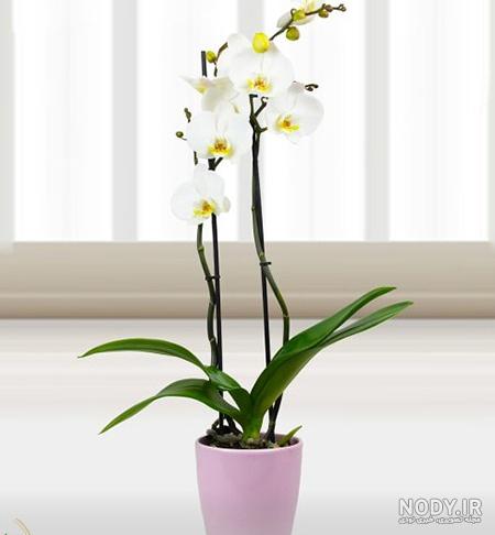 80 عکس خیره کننده گل ارکیده طبیعی