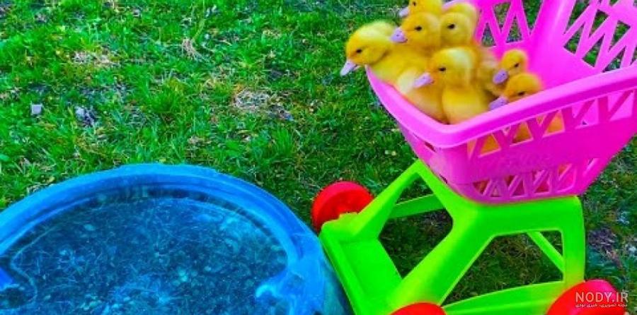 آموزش درست کردن قفس برای جوجه ،،، کپ