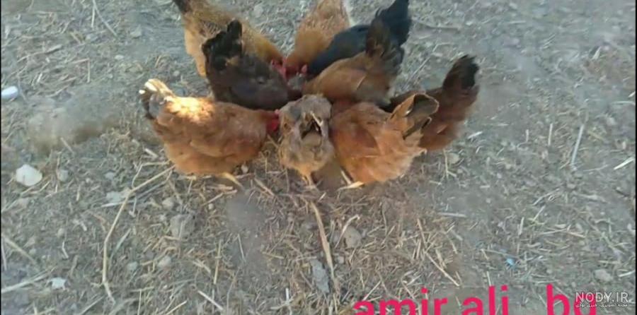 آموزش درست کردن قفس برای جوجه ،،، کپ