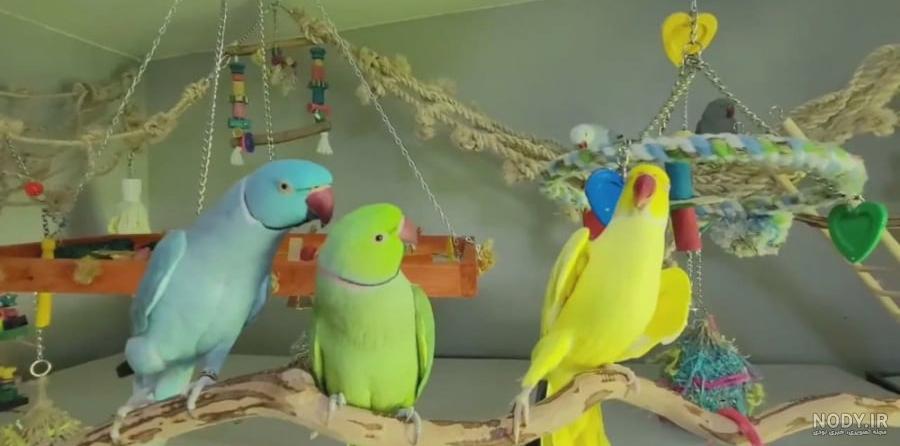 آموزش پرورش مرغ و خروس