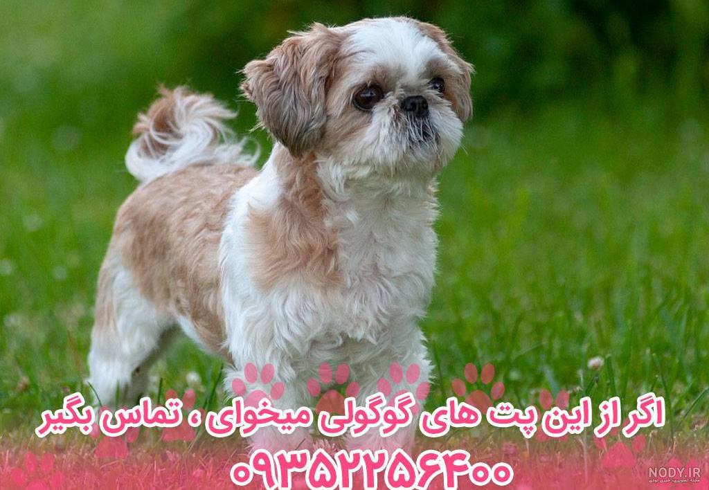 خصوصیات سگ شیتزو خصوصیات سگ شیتزو