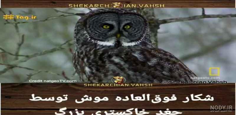 شکار فوق العاده موش توسط جغد