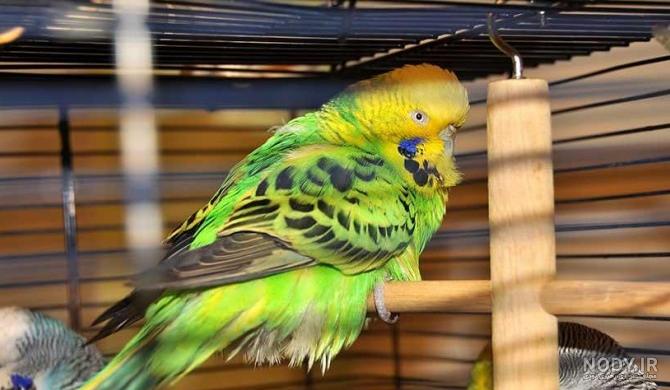 علائم بیماری مرغ عشق و راه های درمان مرغ عشق مریض - فروشگاه چیکن ...