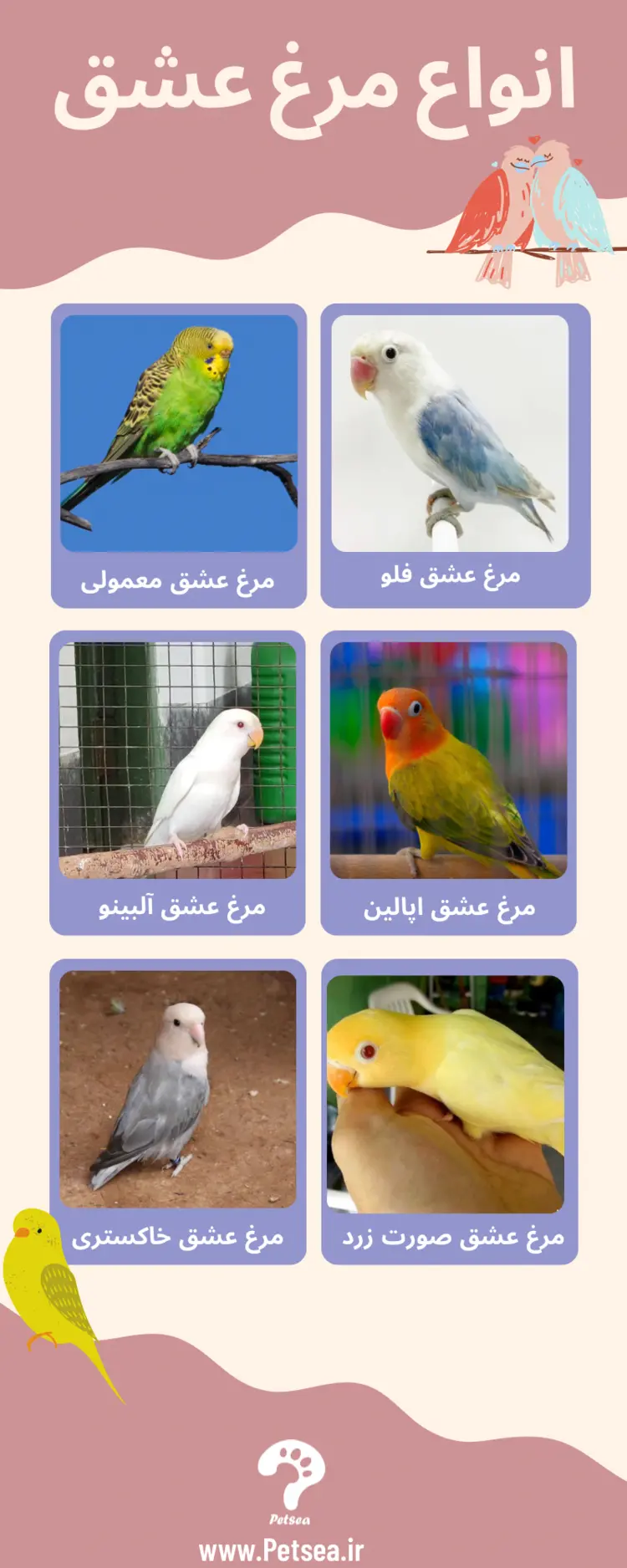 عکس مرغ عشق جفتی - عکس نودی عکس مرغ عشق جفتی - عکس نودی