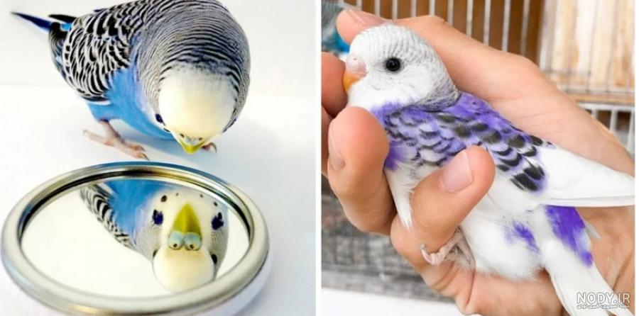 عکس های مرغ عشق زیبا عکس های مرغ عشق زیبا