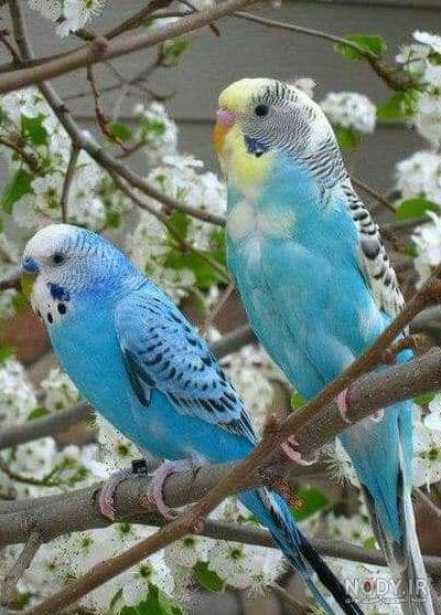 عکس مرغ عشق و سگ عکس مرغ عشق و سگ