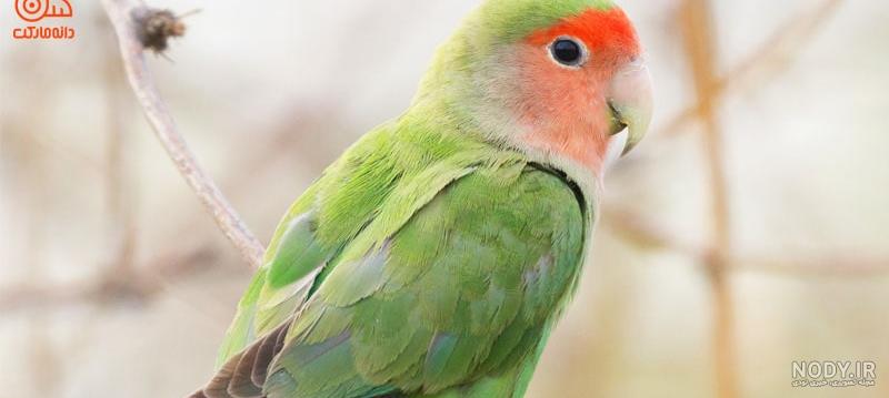عکس مرغ عشق و قناری عکس مرغ عشق و قناری