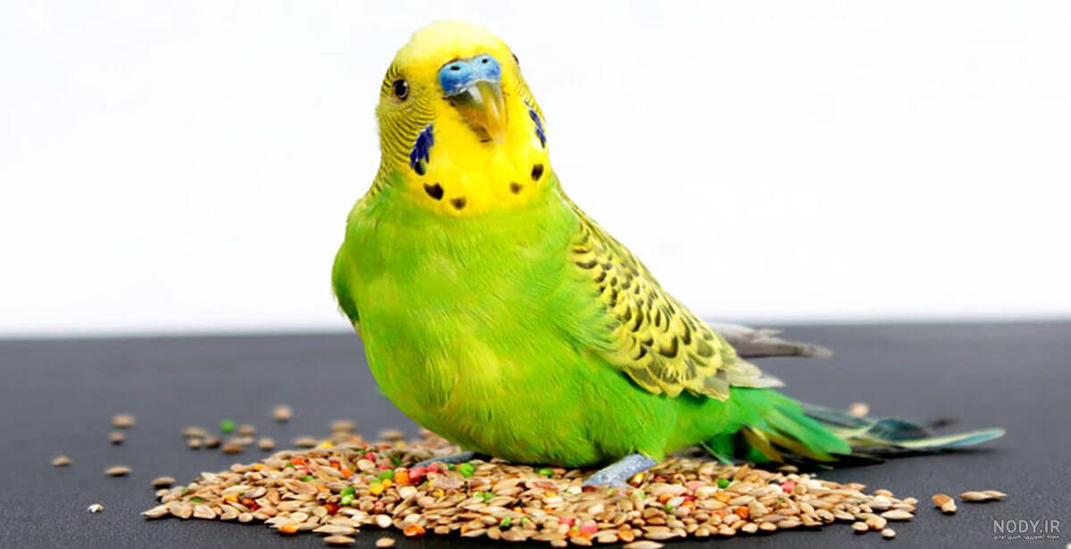 عکس مرغ عشق مریض
