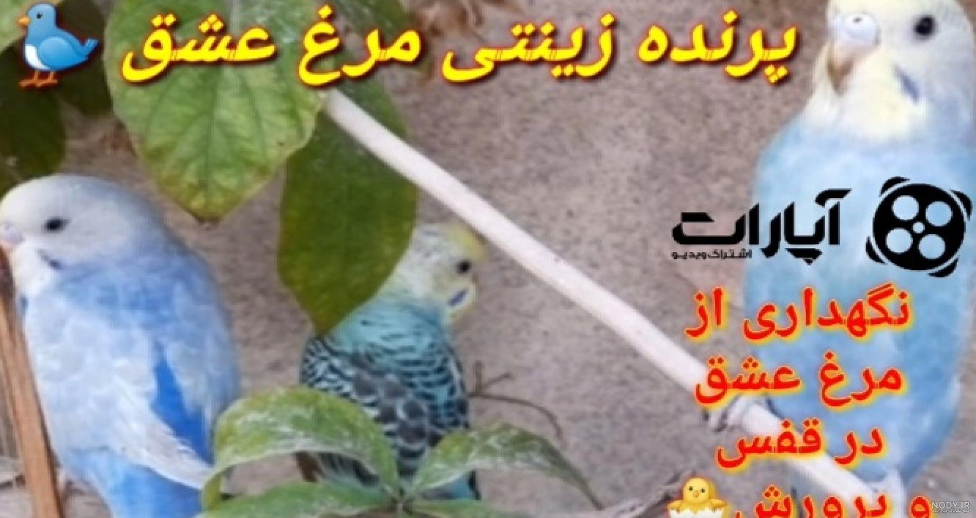 عکس مرغ عشق مریض - عکس نودی
