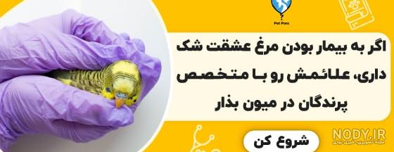 عکس مرغ عشق مریض - عکس نودی