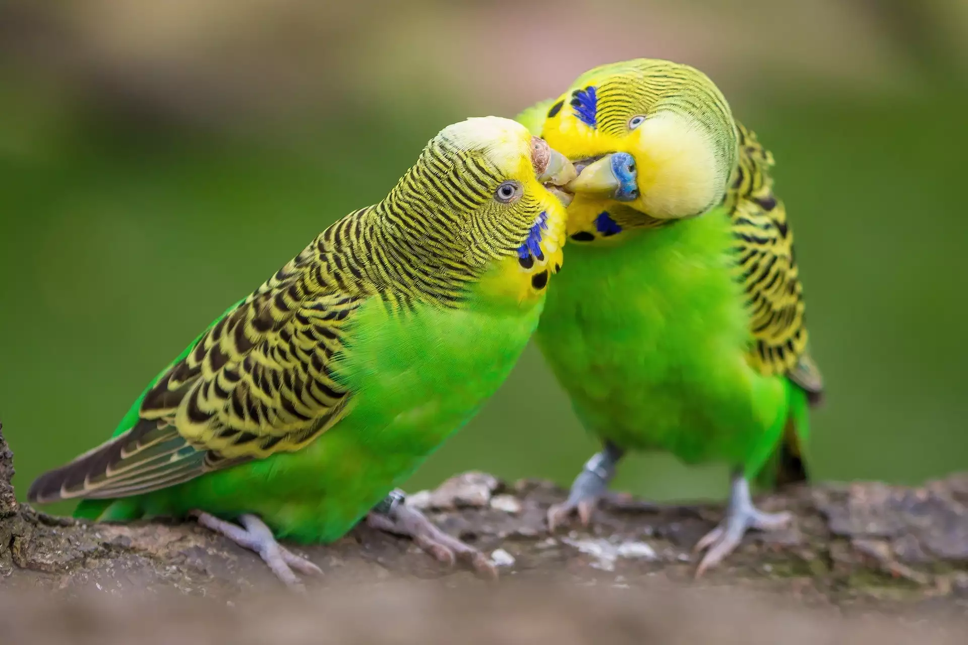 عکس مرغ عشق و عکس مرغ عشق و