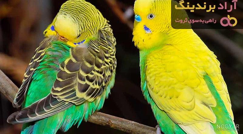 عکس مرغ عشق و عکس مرغ عشق و