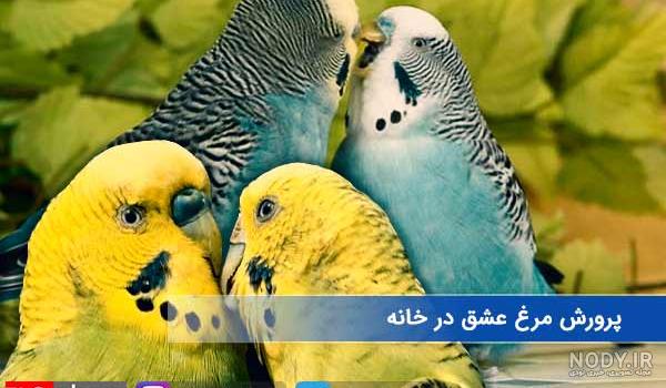 عکس مرغ عشق و عکس مرغ عشق و
