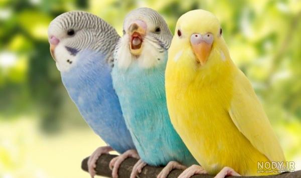 عکس مرغ عشق واقعی عکس مرغ عشق واقعی
