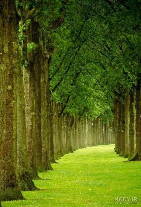 عکس پس زمینه جنگل عکس پس زمینه جنگل