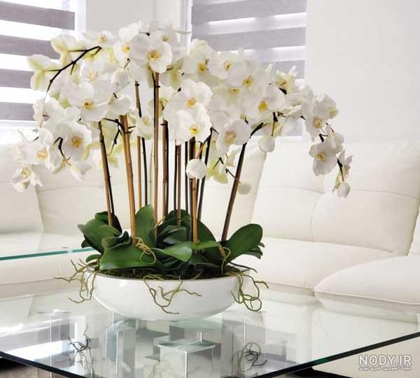 عکس گل ارکیده طبیعی