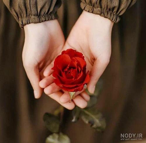 عکس گل توی دست