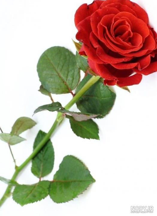 عکس یک گل رز