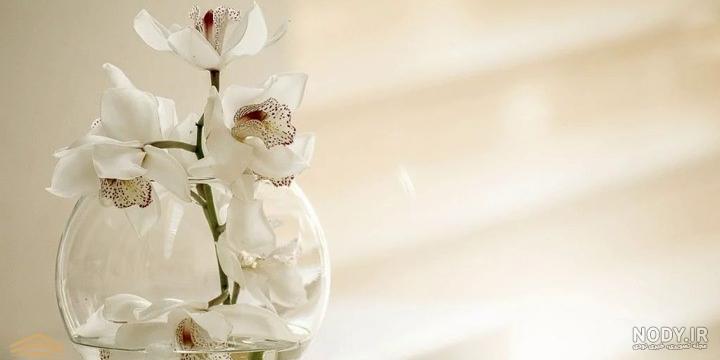 لیست قیمت گیاه ارکیده، ۱۲ خرداد | ترب