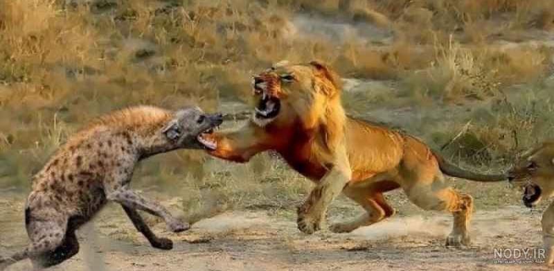 مستند حیات وحش شکار شدن حیوانات مختلف توسط شیرها و کفتارها و ...
