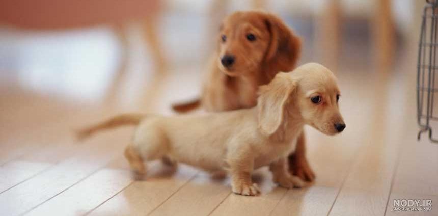 مشخصات کامل، قیمت و خرید نژاد سگ داشهوند (Dachshund) | پت راید