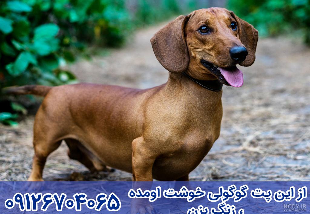 مشخصات کامل، قیمت و خرید نژاد سگ داشهوند (Dachshund) | پت راید