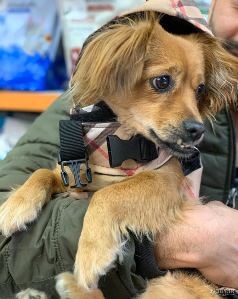 مشخصات کامل، قیمت و خرید نژاد سگ داشهوند (Dachshund) | پت راید