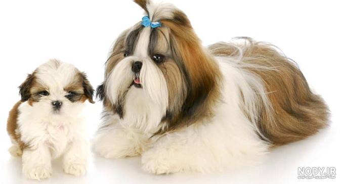 مشخصات کامل، قیمت و خرید نژاد سگ شیتزو (Shih Tzu) | پت راید مشخصات کامل، قیمت و خرید نژاد سگ شیتزو (Shih Tzu) | پت راید