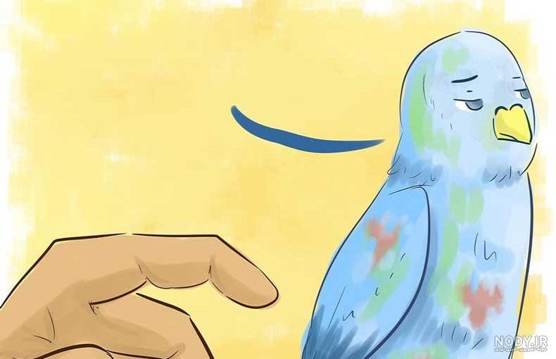 معرفی انواع بیماری مرغ عشق؛ علائم و راه‌های پیشگیری - پت پرس