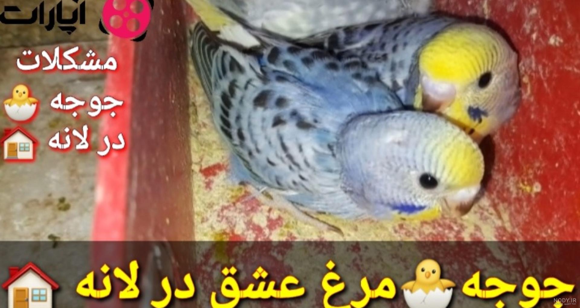 معرفی انواع بیماری مرغ عشق؛ علائم و راه‌های پیشگیری - پت پرس