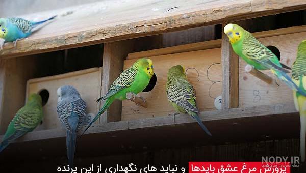 معرفی زیباترین نژادهای مرغ عشق - چیکن دیوایس معرفی زیباترین نژادهای مرغ عشق - چیکن دیوایس