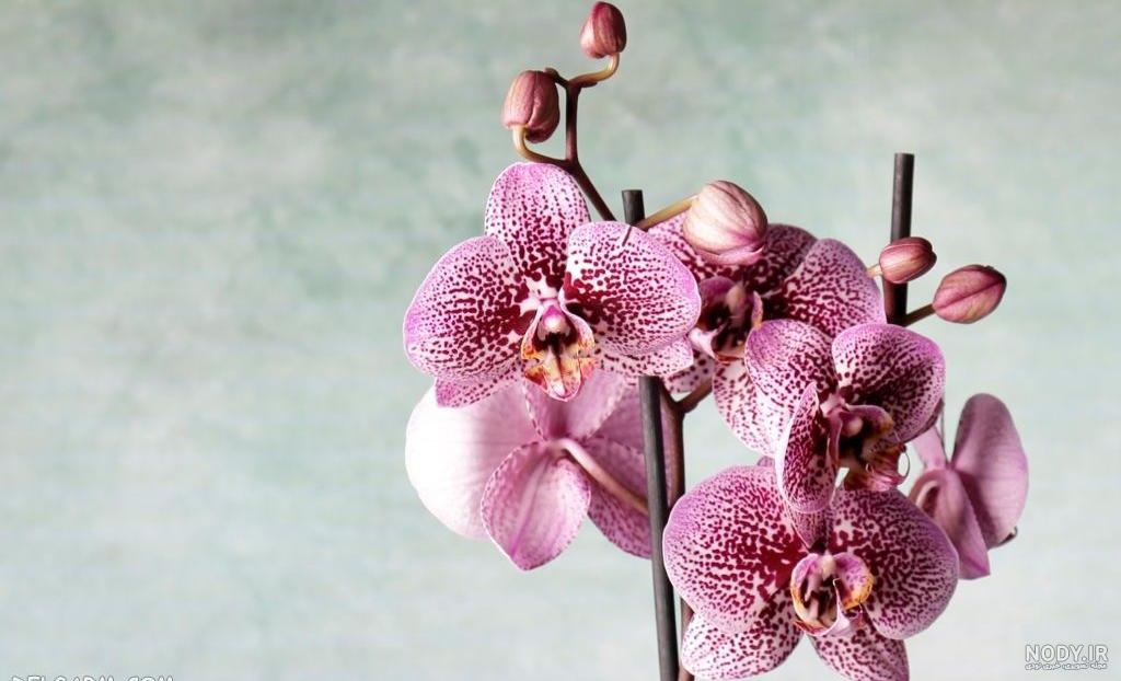 معرفی گل ارکیده (orchid) و اطلاعاتی در مورد آن | گُل‌سِتان