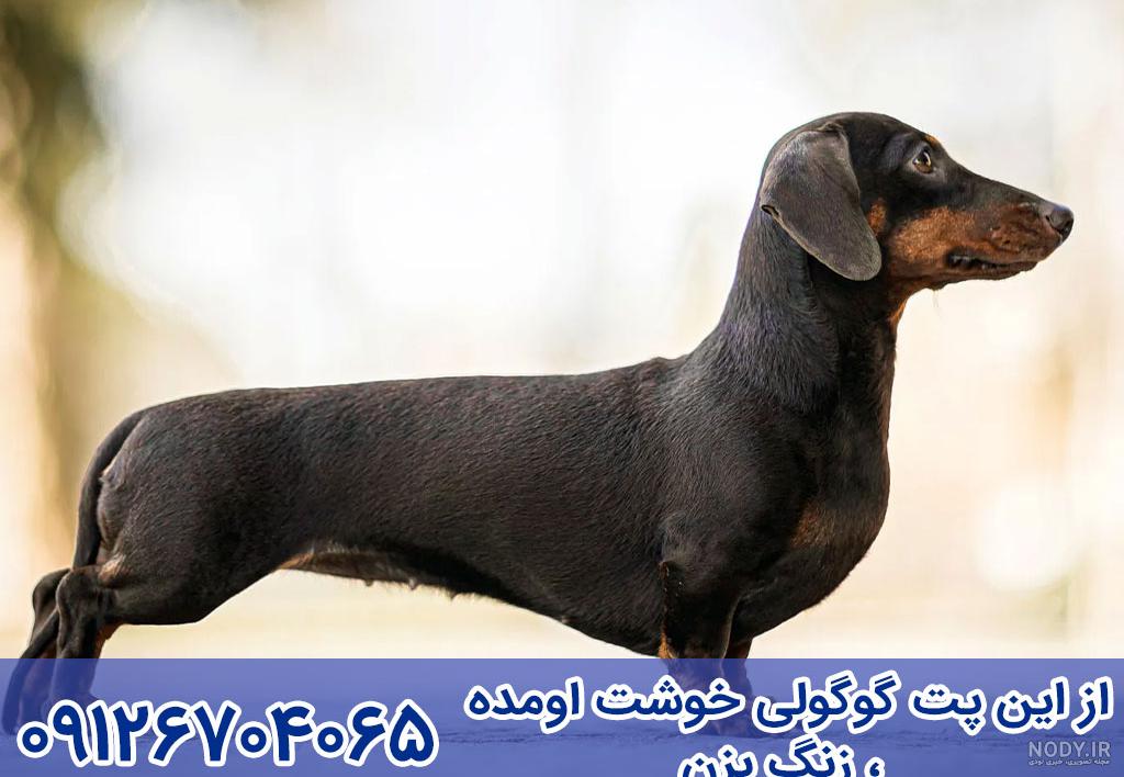 نژاد سگ اشپیتز آلمانی (German Spitz) عکس و ویدیو