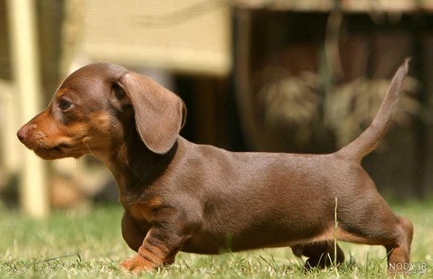 نژاد سگ داشهوند (Dachshund) عکس و ویدیو