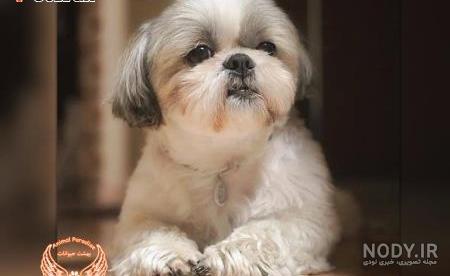 نژاد سگ شیتزو عروسکی (سوپر فلت) Shih Tzu – سایت پامرانین نژاد سگ شیتزو عروسکی (سوپر فلت) Shih Tzu – سایت پامرانین
