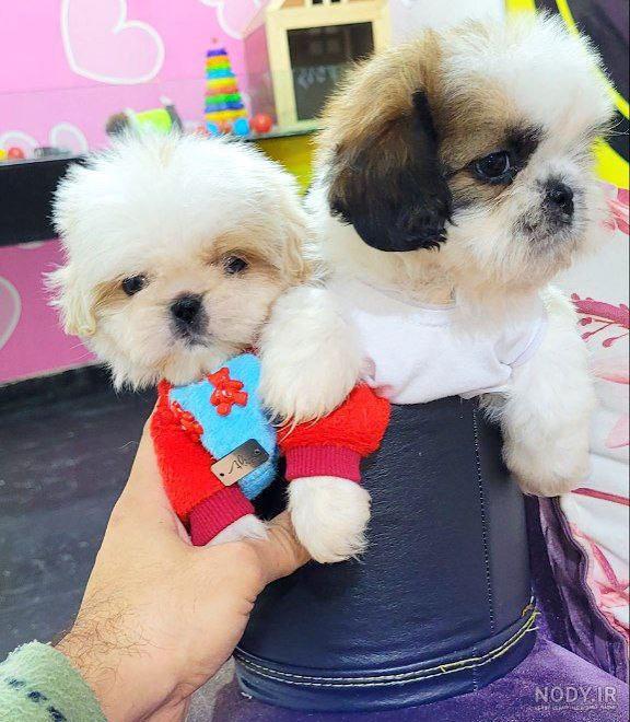 نژاد سگ شیتزو عروسکی (سوپر فلت) Shih Tzu – سایت پامرانین نژاد سگ شیتزو عروسکی (سوپر فلت) Shih Tzu – سایت پامرانین