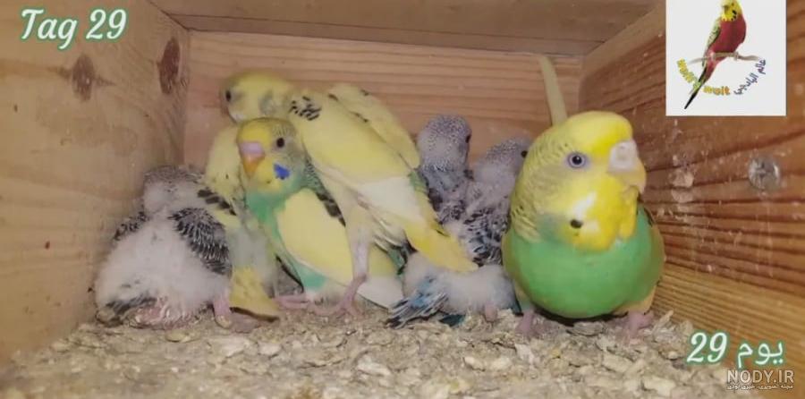 پرش اردک های کوچولو - شنای جوجه اردک ها