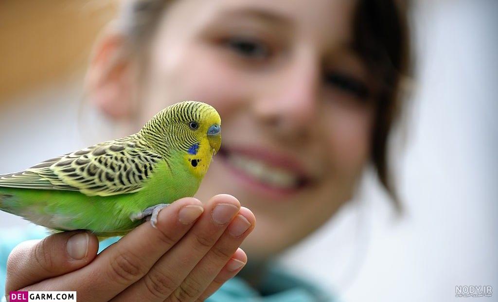 گالری عکس مرغ عشق budgerigar photo - اهواز قناری مرغ عشق و دیگر ... گالری عکس مرغ عشق budgerigar photo - اهواز قناری مرغ عشق و دیگر ...