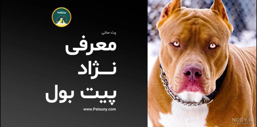سگ چاو چاو سگ چاو چاو
