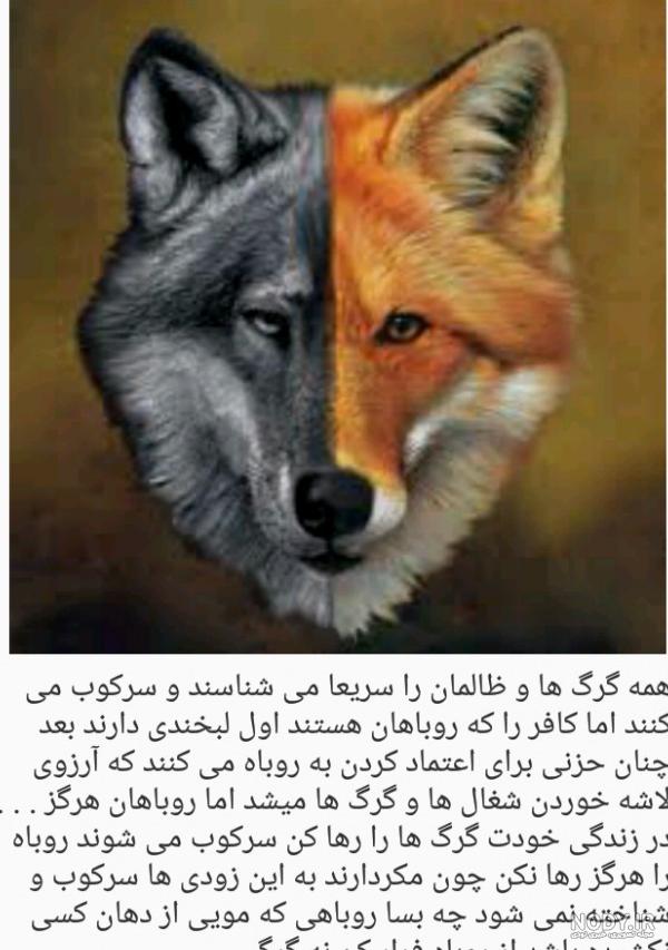 عکس حمله گرگ - عکس نودی