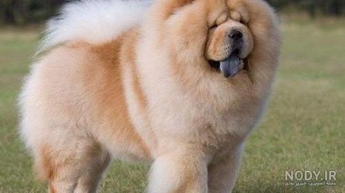 عکس سگ چاوچاو توله عکس سگ چاوچاو توله