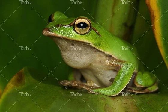 عکس قورباغه سبز