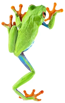 عکس قورباغه سبز