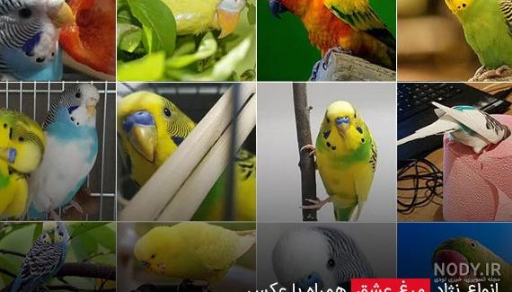 عکس مرغ عشق عروس عکس مرغ عشق عروس