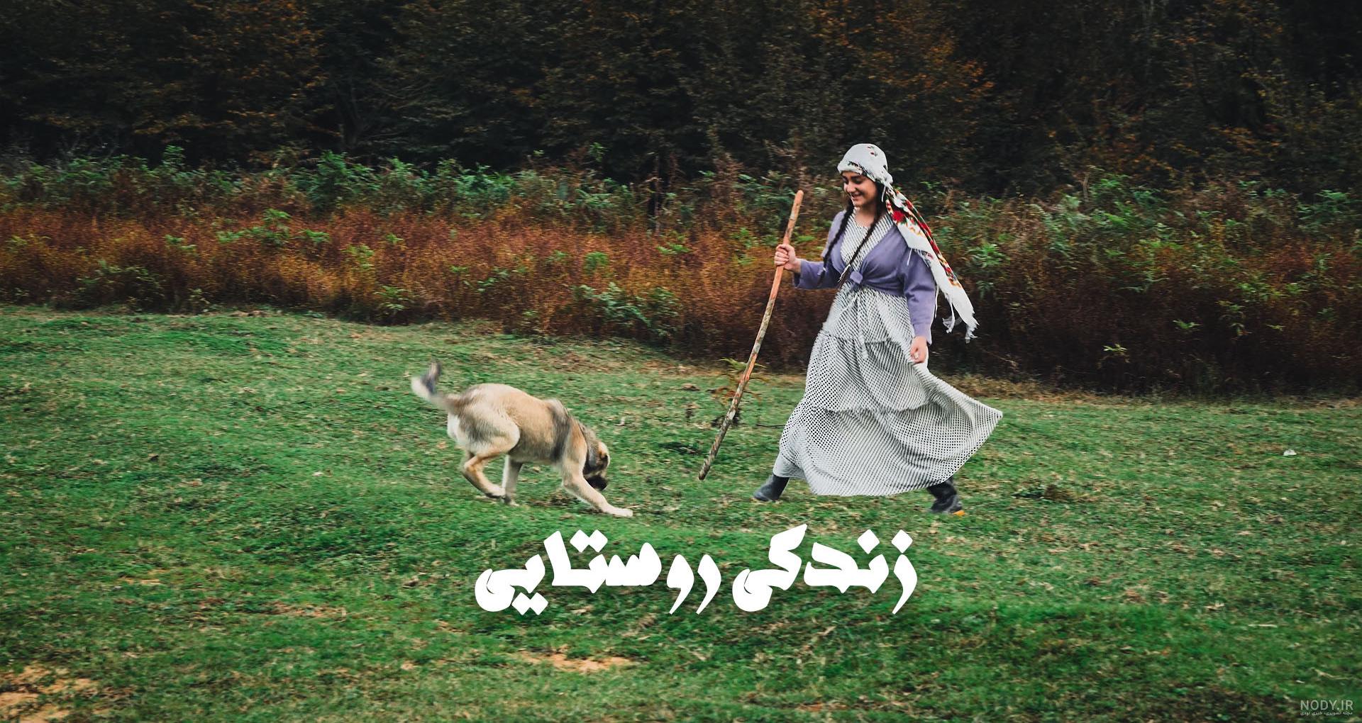 عکس گرگ روباه