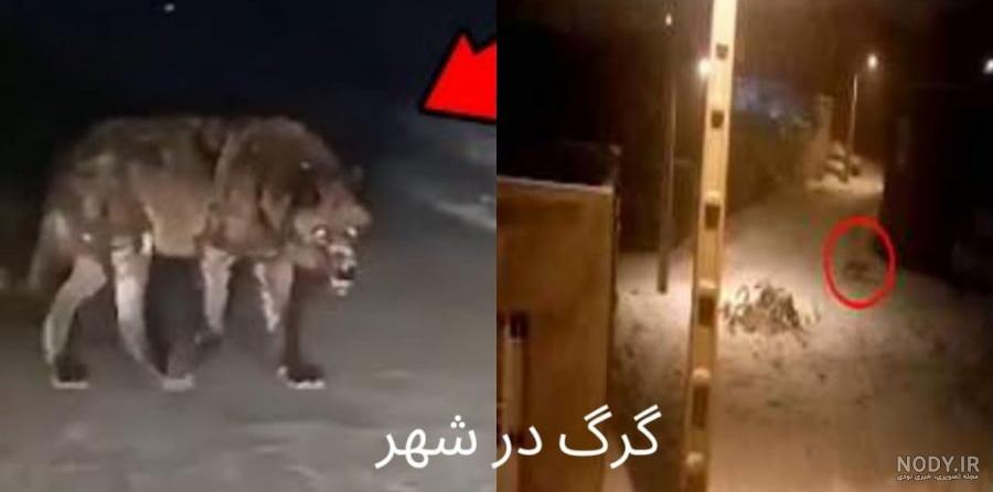 عکس گرگ در روستا